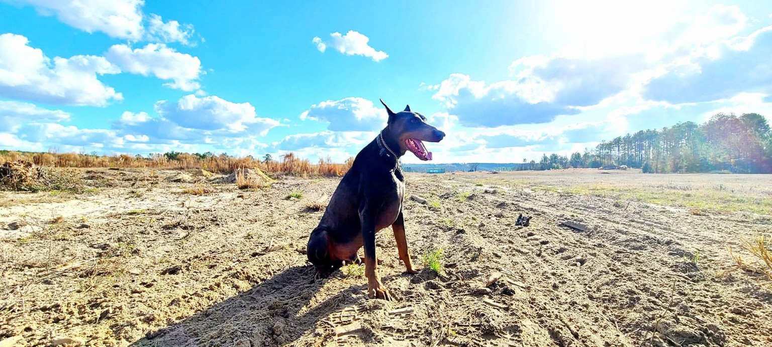 Bleu sitting in a newly prepared section of the bamboo farm